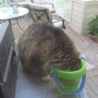 Cat in Bucket